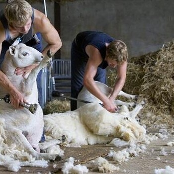 快速操作羊毛进口报关商检备案