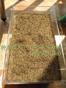 出售純新蒲公英種子/婆婆丁種子/蒲公英畝效益如何/亳州祥剛中藥材種植