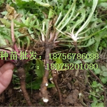 薄薄丁種子一畝地2公斤，一年4-5茬，年收入萬元
