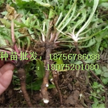 种植蒲公英亩产效益与市场价格分析/蒲公英种子怎么种植