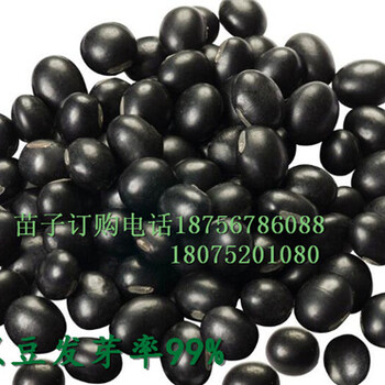 黑豆種子種植效益/黑豆種子自產(chǎn)自銷/黑豆種子-青茬黑豆種子