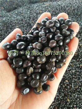 安徽白芍種子赤芍種子批發(fā)電話