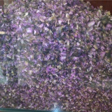 河北優(yōu)質(zhì)選貨紫荊花