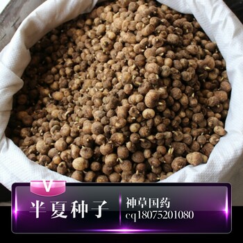 旱半夏種子批發(fā)電話旱半夏價(jià)格多少錢一斤