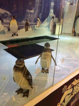 海洋馆企鹅出租海洋生物鱼展示海狮节目杂技表演