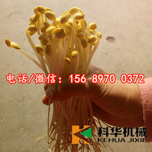 重庆南岸绿色无公害全自动豆芽机械设备价格，小型豆芽机器厂家，自动豆芽机器多少钱一台，全自动豆苗机器生产商
