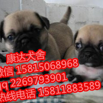 深圳哪里有卖巴哥犬,纯的八哥犬大概价格多少