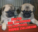 买宠物狗选择广州正规狗场广州哪里有卖巴哥犬图片