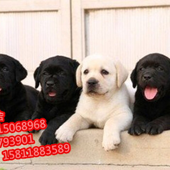 广州哪里有卖拉布拉多幼犬在广州市纯种拉布拉多多少钱一只