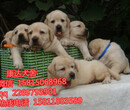 惠州哪有正规的犬舍或狗场惠州哪里有卖拉布拉多犬图片