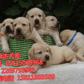 深圳哪里有卖狗出售深圳哪里有卖狗拉布拉多