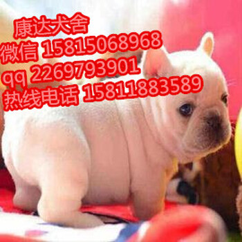 广州哪里有法国斗牛犬出售法牛幼犬大鼻筋小短体法斗价格