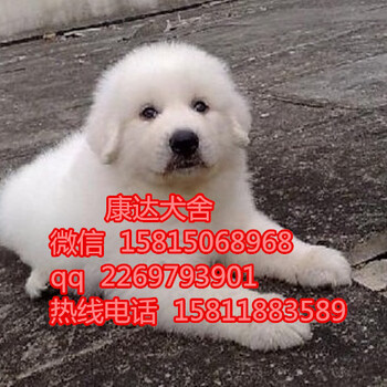 广州卖狗评价好的地方广州哪里有大白熊