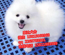 广州在哪买白色宠物狗广州哪里有卖博美犬