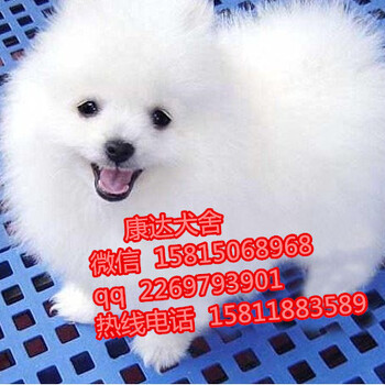 惠州哪里有博美犬卖一只博美犬多少钱呀