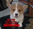 广州哪里买狗狗好哪里有卖柯基犬图片