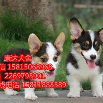 深圳哪里买柯基有保障小区里可以养柯基幼犬