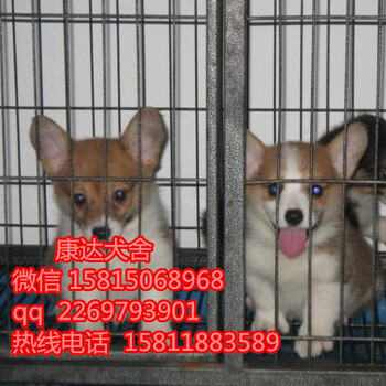 广州哪里有柯基犬卖广州健康柯基犬卖多少钱一只
