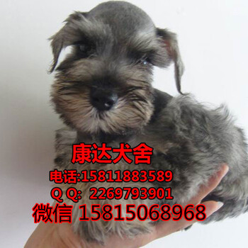 广州哪里有卖雪纳瑞犬广州市区哪个狗场好有卖雪纳瑞犬