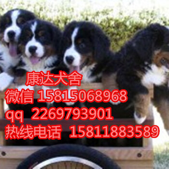 广州在哪里买纯种伯恩山幼犬包纯种保健康