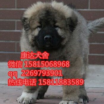 深圳什么地方有卖高加索犬,一只高加索什么价钱