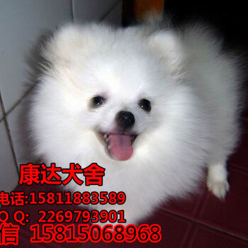 深圳哪里有卖宠物狗深圳博美犬一只多少钱