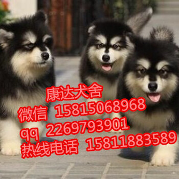 广州哪里有卖阿拉斯加犬呢?