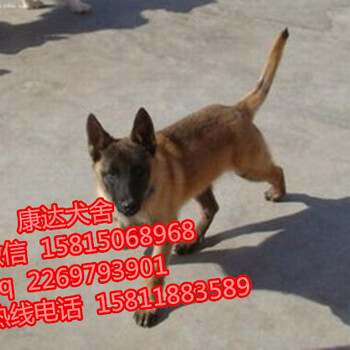广州哪里有卖纯种血统马犬的,三个月的马犬多少钱