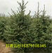 甘肅云杉1米1，5米2米2，5米3米3,5米云杉定西先鋒苗木種植農民專業合作社