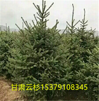 甘肃云杉1米1，5米2米2，5米3米3,5米云杉定西苗木种植农民合作社