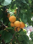 凯特杏树苗种植问题%厦门新闻网图片0