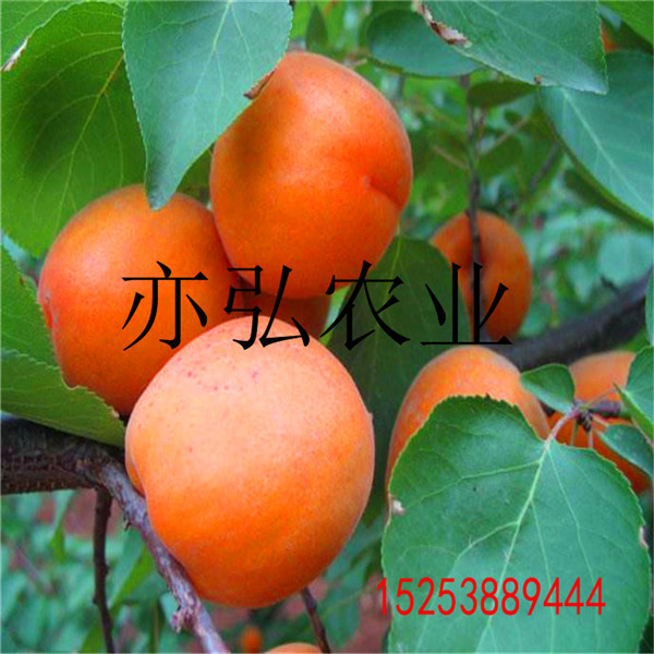 苏州晚熟杏树苗丨主要货源