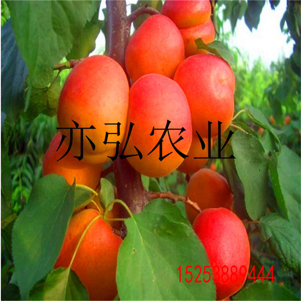 晚熟杏树苗新品种%东丽新闻网