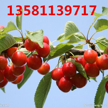 4公分樱桃树树货源充足4公分樱桃树树价格