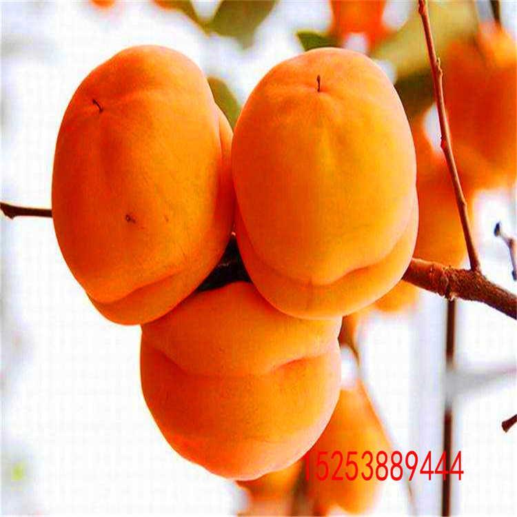 1公分大秋柿子苗2018價(jià)格