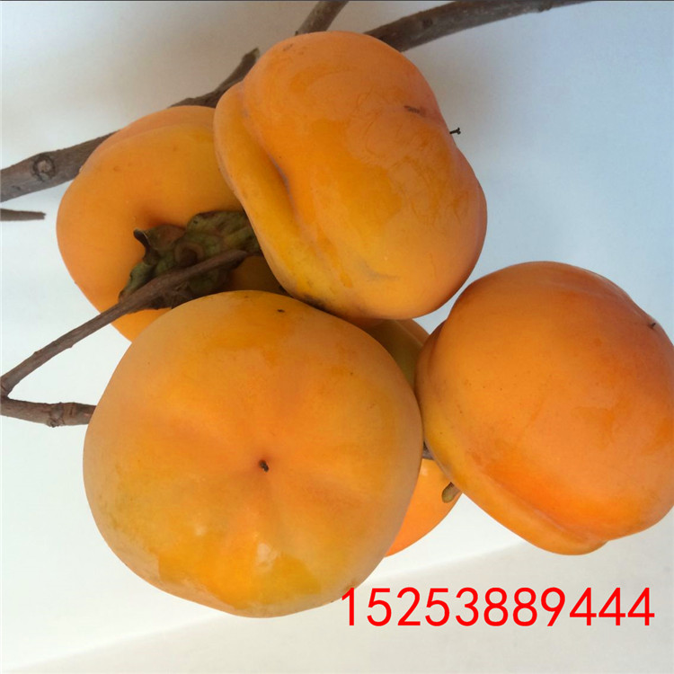 1公分大秋柿子苗2018價(jià)格
