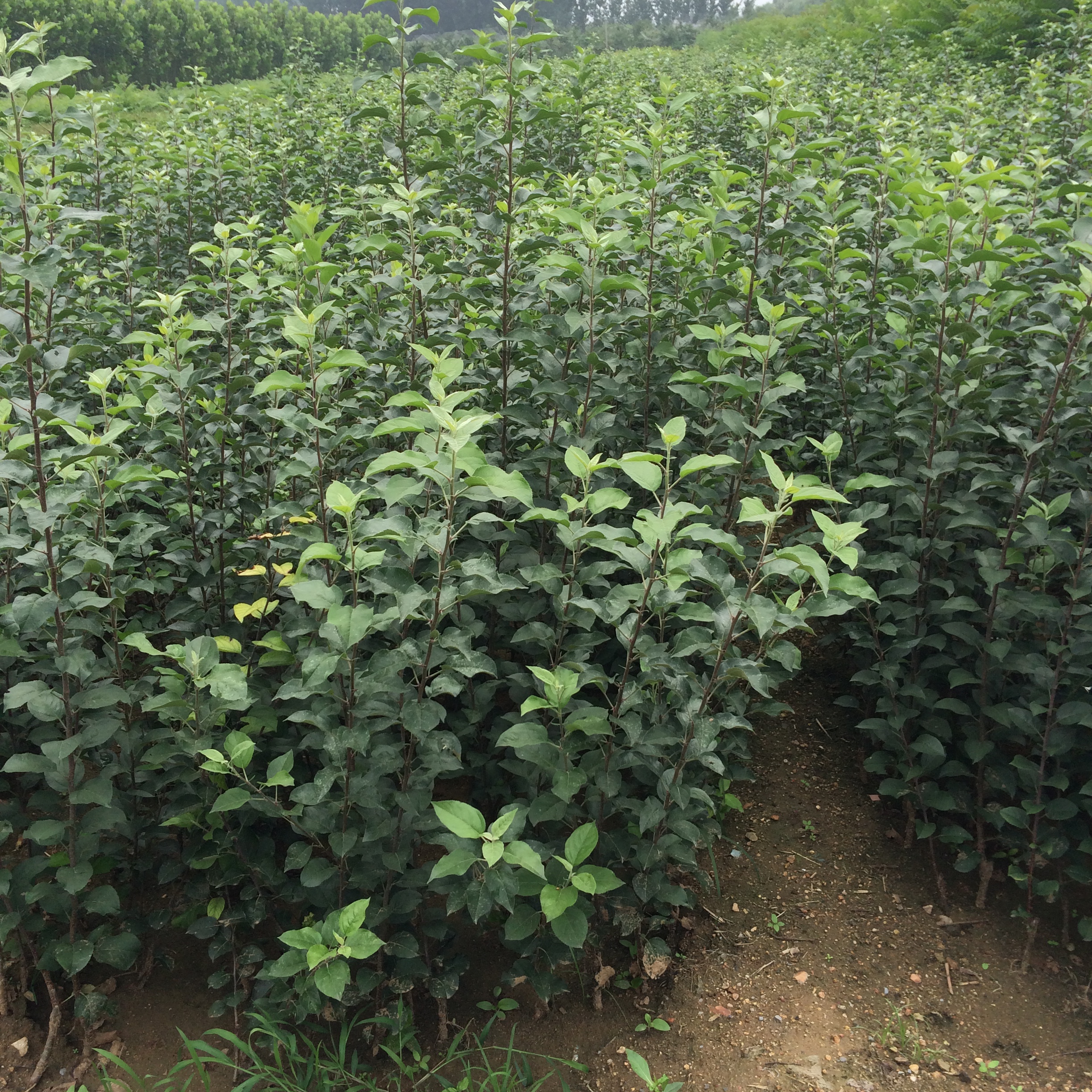 黑钻苹果苗几月成熟浦东苹果苗基地