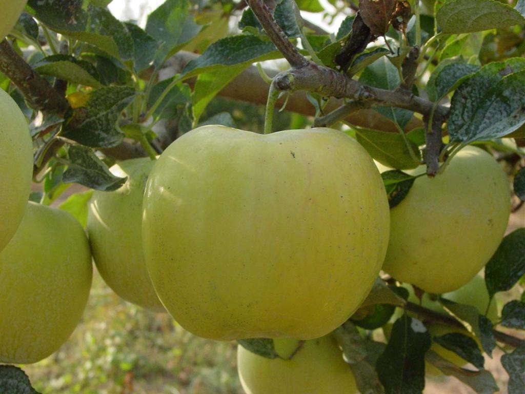 华硕苹果苗1米以上多少钱文山苹果苗基地