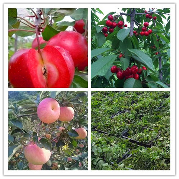 紅肉火龍果苗一畝地產(chǎn)量|浦東火龍果行情