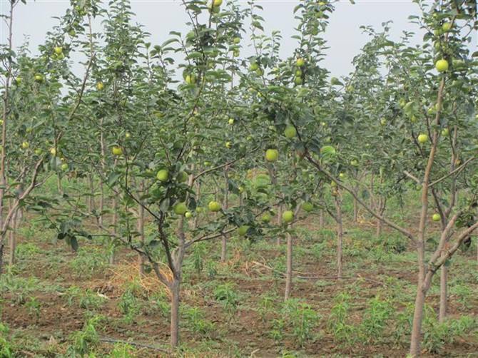 M26矮化苹果苗繁育基地