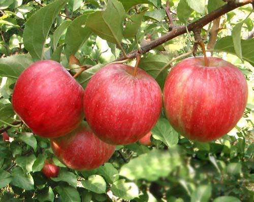 黑钻苹果苗成活率高