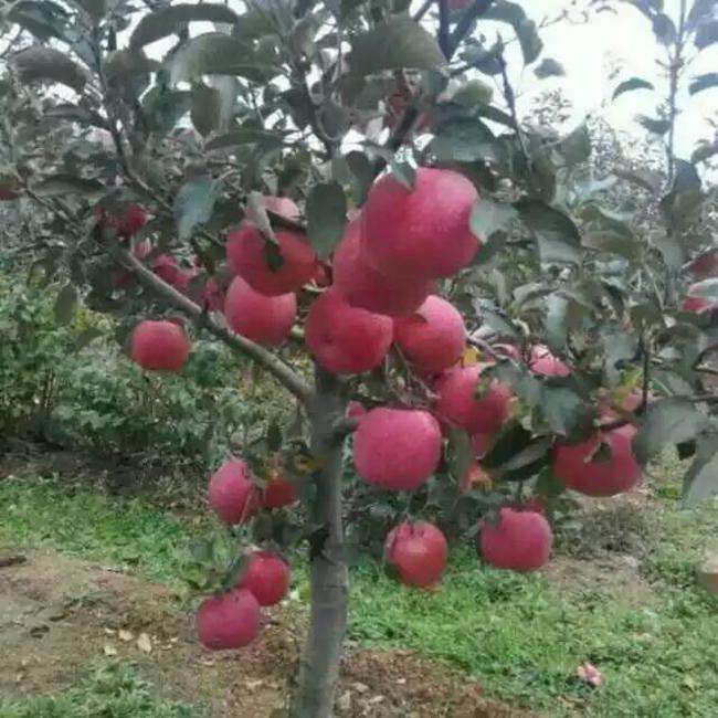蜜脆苹果苗繁育基地