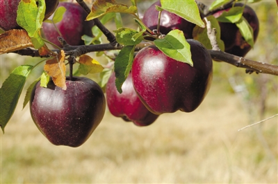 蜜脆苹果苗繁育基地