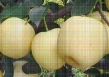 4公分大果水晶梨树苗苗木图片0