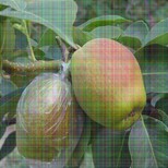 4公分大果水晶梨树苗苗木图片1