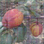 4公分大果水晶梨树苗苗木图片2