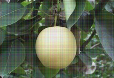 4公分大果水晶梨树苗苗木图片3