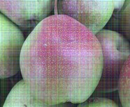 4公分大果水晶梨树苗苗木图片4