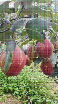 5公分大果水晶梨树苗培育基地