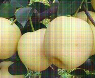 红巴梨树苗质优图片2